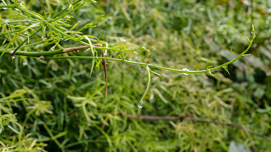 森林里的树叶上的水滴背景图片