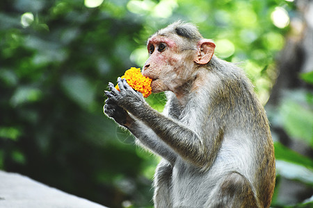 猴子在吃东西动物园旅行荒野动物晴天公园动物群猕猴哺乳动物濒危图片