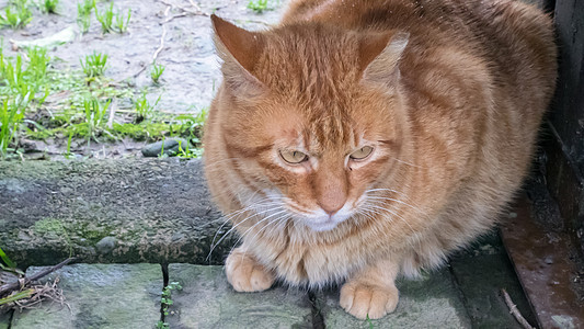 坐在花园里的可爱小猫咪宠物哺乳动物动物黄色眼睛地面虎斑猫咪毛皮图片