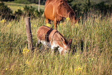 棕色马和驴在高草地上放牧图片