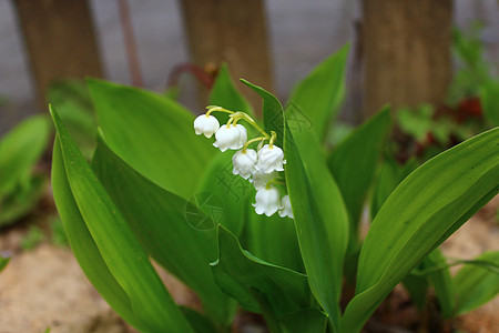 园中山谷的百合利铃兰植物群植物季节花朵花园高清图片