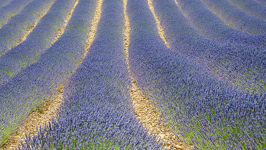 在弗朗南普罗旺斯种植熏衣植物花假期建筑学农村向日葵村庄场地全景蜜蜂紫色小麦图片