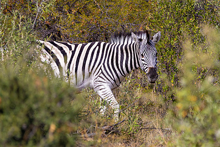 纳米比亚非洲野生生物树丛中的斑马成人关爱游戏后代衬套小牛动物荒野哺乳动物大草原图片