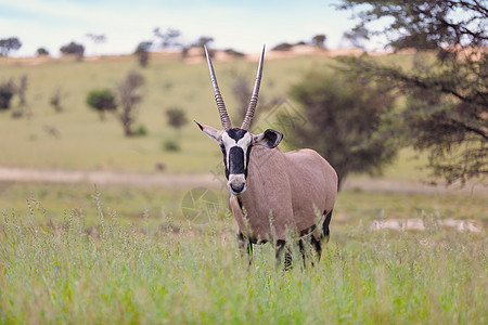 Gemsbok 卡拉哈里的奥里克斯瞪羚野生动物跨境沙漠荒野羚羊衬套哺乳动物动物食草牛角图片
