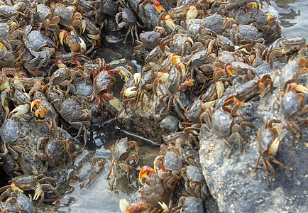 一群螃蟹聚集在海滩的岩石海岸上图片