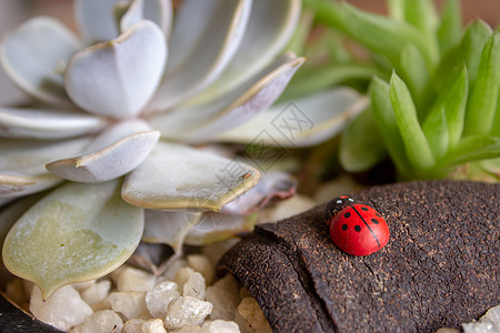 一个装饰性大虫 在一个小的苏食植物花园里 用木头和小石头装饰图片
