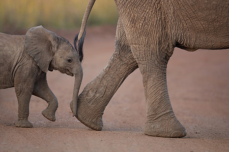 非洲野外大象小牛群孩子獠牙国家家庭荒野野生动物小象哺乳动物父母女性图片