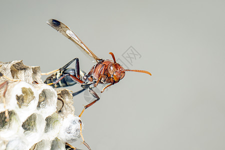 共同纸张Wasp和黄蜂巢的图像大腹化合物殖民地骨骼宏观昆虫细胞害虫野生动物蜂窝图片