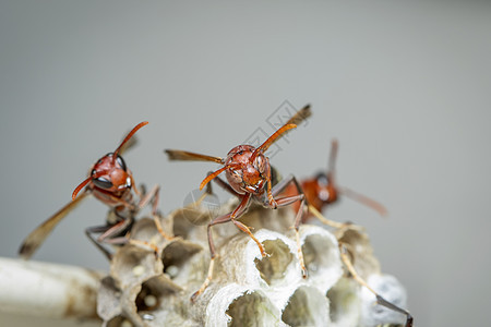 共同纸张Wasp和黄蜂巢的图像蛱蝶细胞大腹殖民地昆虫蜂巢化合物蜂窝捕食者宏观图片