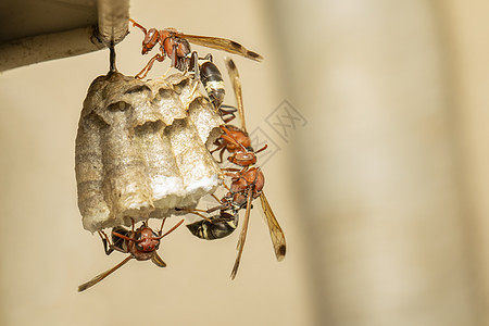 共同纸张Wasp和黄蜂巢的图像动物捕食者害虫分庭宏观荒野细胞骨骼昆虫蜂窝图片