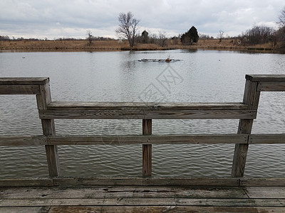 带有湖泊或池塘水的木甲板或码头平台木头图片