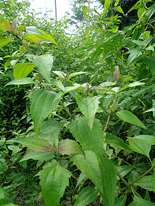 近距离接近绿色的Chromolaena奥多拉塔 自然背景中的杂草是绿色的 土壤肥力驱逐厂植物学香草荒野药品花瓣叶子植物群野生动物图片