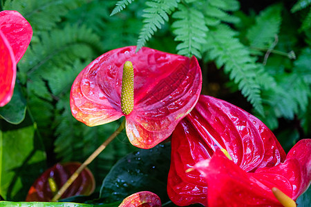红掌是一种红色的心形花 深绿色的叶子作为背景使花朵美丽地脱颖而出 红掌已成为热情好客的象征图片