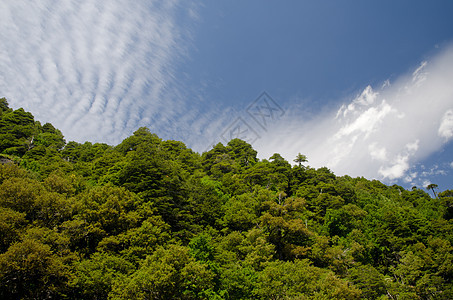 Conguillio国家公园的森林和云层荒野植被树叶多样性树木林地场景生活风景叶子图片