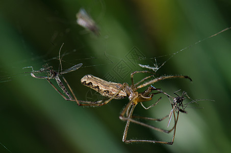在卡普特伦环礁湖的蜘蛛多样性动物群丝绸摄影动物捕食者微距生物宏观荒野图片