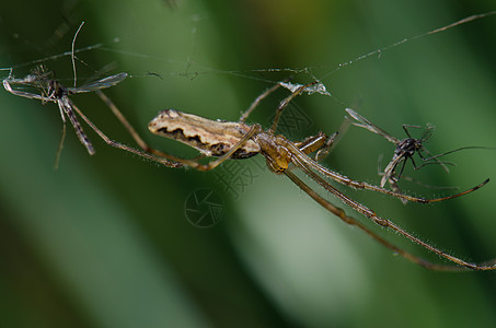 在卡普特伦环礁湖的蜘蛛生物荒野生物圈生活照片猎物捕食者丝线微距丝绸图片