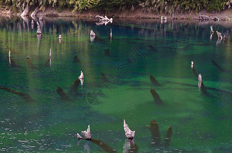 Arco Iris环礁湖里的枯树树干木头生境湿地沼泽湖泊树木绿色沼泽地池塘图片