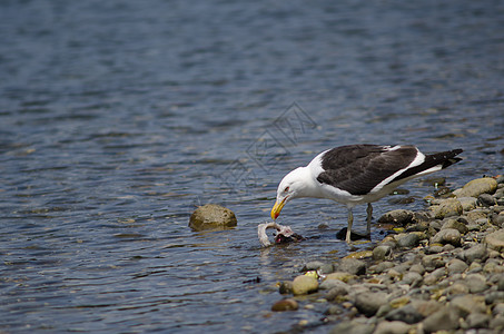 凯尔普海鸥吃鱼荒野野生动物多样性动物群食物海岸线海洋支撑生物鸟类图片