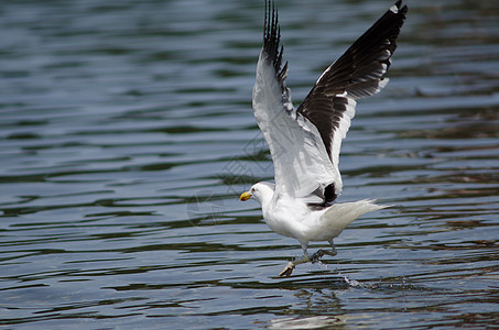 水上飞行鸟类鸟类学高清图片