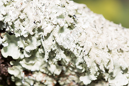 清叶状体力菌体藻类植物生理期身体菌类苔藓地衣图片