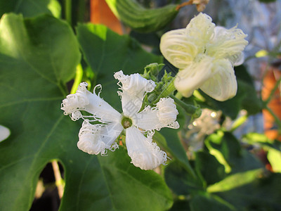 瓜蒌籽特异热带花朵的白花三三瓜荒野蔬菜园艺花园植物群葫芦瓜蒌植物学黄瓜自然背景