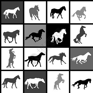 一组 16 匹马背景 每匹马在单独的 b 上分组图片