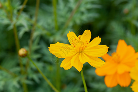 夏季硫磺波斯菊 黄色波斯菊的特写花园植物群宏观草地花粉环境双羽植物学宇宙植物图片