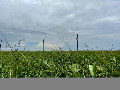 蓝天空背景的绿草地爬坡季节农村草原农场日落天气场地天空晴天图片