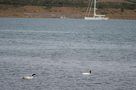 黑颈天鹅在海面上野生动物海洋脊椎动物动物水禽黑天鹅风景荒野场景动物群图片