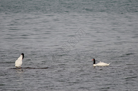 黑颈天鹅在海面上海景场景水鸟家庭脊椎动物观鸟水禽动物黑天鹅小鸡图片