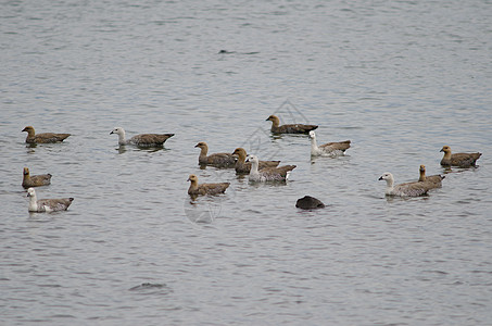 上海的雪雁克洛伊法加比塔水禽脊椎动物野生动物风景鸭子进口海景食草荒野团体图片