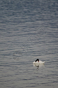 黑颈天鹅在海面上生活黑天鹅野生动物水禽进口场景水鸟海洋脊椎动物动物群图片