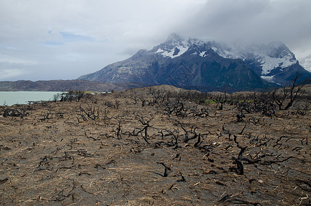 Pehoe湖 20112012年大火烧毁了国家公园山峰山脉场景湖泊湿地灌木丛燃烧衬套分支机构擦洗图片