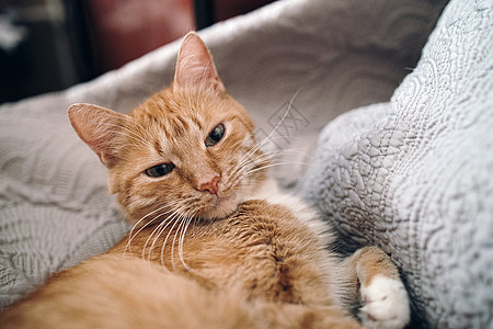 红猫睡在灰沙发上睡眠胡子尾巴哺乳动物宠物药品动物眼睛捕食者冲孔图片