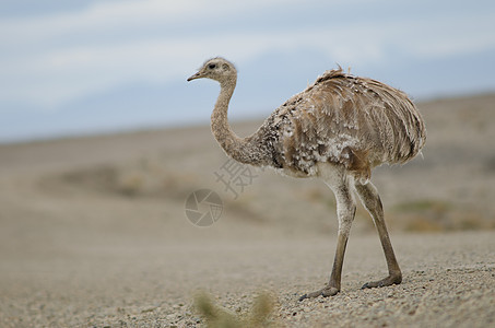 达尔文的在Pecket港湾保留地野生动物动物学脊椎动物荒野鸟类动物平胸土鸡动物群保护区图片