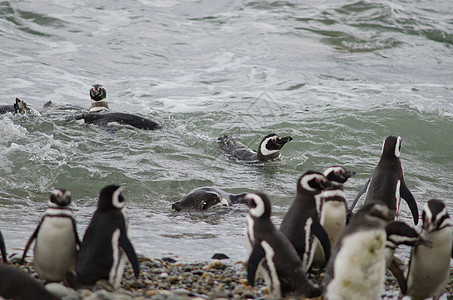 在奥特韦声音和企鹅保护区的马哲伦企鹅海洋荒野动物海岸殖民地游泳脊椎动物鸟类动物群团体图片