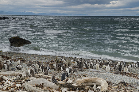 在奥特韦声音和企鹅保护区的马哲伦企鹅野生动物海洋海岸殖民地风景场景小鸡海景鸟类团体图片