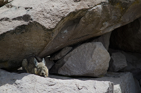 在岩石之间休息的 南纬拉基迪恩动物群说谎石头生物野生动物高地哺乳动物动物脊椎动物多样性图片