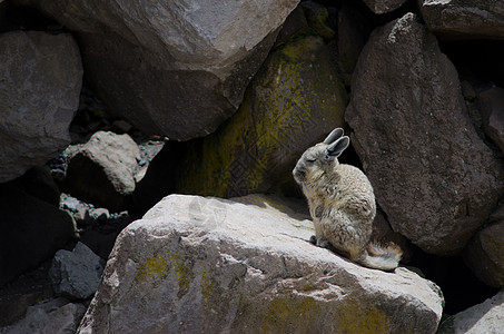 在岩石上粘结着的拉基迪姆脊椎动物内脏野生动物生物荒野动物高地石头动物群哺乳动物图片