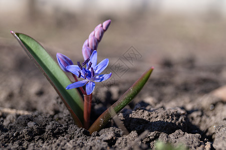 春花花园的蓝铃花收紧了 背景是粗糙的花瓣季节植物群植物绿色紫色花束蓝色宏观花园图片