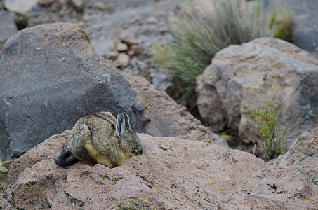 南边的岩壁上沉睡着生物多样性动物石头哺乳动物休息动物群荒野内脏睡觉图片