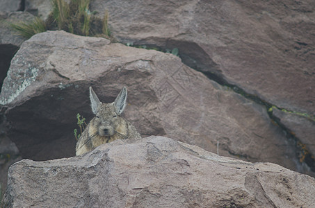 在帕里纳科塔休息的 南纬拉基迪安脊椎动物动物岩石内脏睡眠生物哺乳动物石头动物群多样性图片