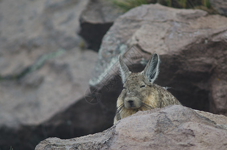 在帕里纳科塔休息的 南纬拉基迪安动物群动物脊椎动物石头多样性睡眠野生动物岩石哺乳动物荒野图片
