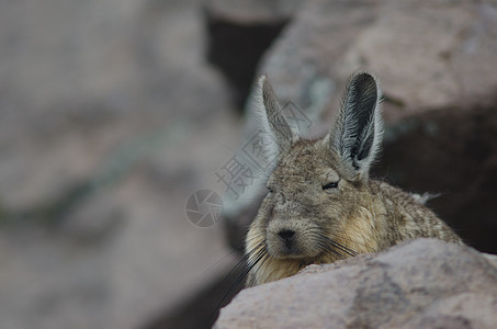 在帕里纳科塔休息的 南纬拉基迪安内脏哺乳动物石头野生动物动物高地动物群多样性睡眠生物图片