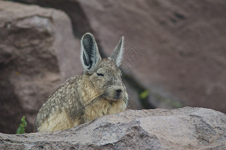 在帕里纳科塔休息的 南纬拉基迪安动物群岩石睡眠多样性野生动物内脏石头高地哺乳动物动物图片