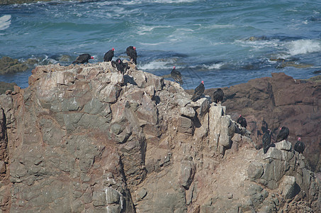 土耳其秃鹫卡特哈特斯在悬崖上的气息荒野动物群乌鸦秃鹰多样性清道夫岩石光环脊椎动物鸟类图片