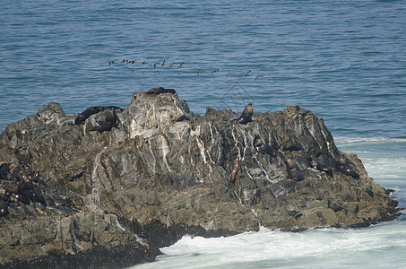 落基悬崖与南美海狮生物脊椎动物动物海岸海豹海景休息海狼风景海域图片