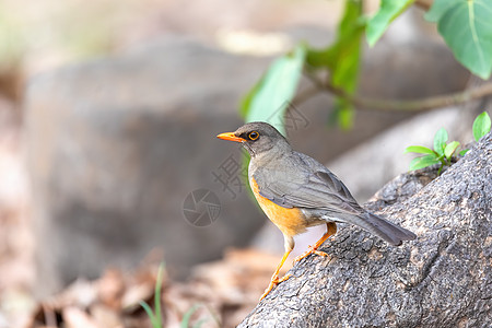 Abyssinian鸟 埃塞俄比亚 非洲野生生物画眉树叶账单荒野动物野生动物动物群歌曲羽毛翅膀图片