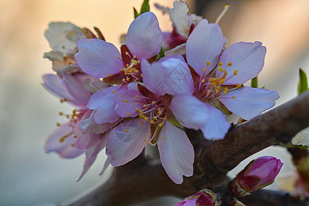 杏仁开花反对蓝天 浅景深 拉丁名 同义词 杏仁 杏树花和春天的花朵图片