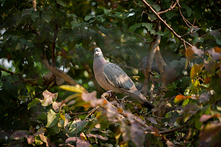 野鸽鸟在冬天早上坐在树上图片